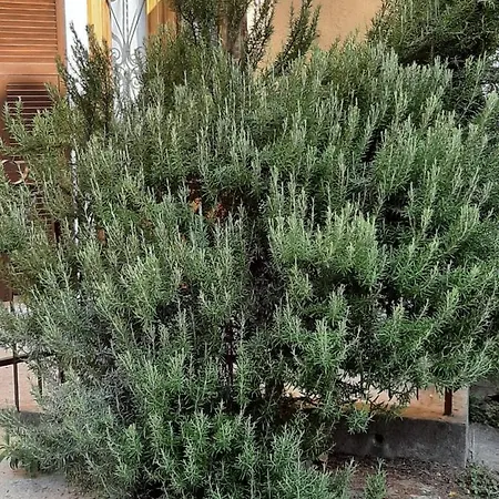 Il Rosmarino Vila Fresonara  Exterior foto