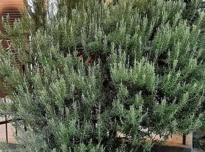Il Rosmarino